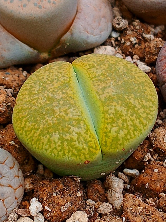 C036A 	Lithops lesliei ssp. lesliei v. lesliei 'Albinica'