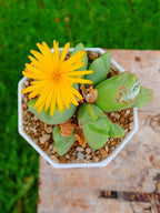 Conophytum billobum
