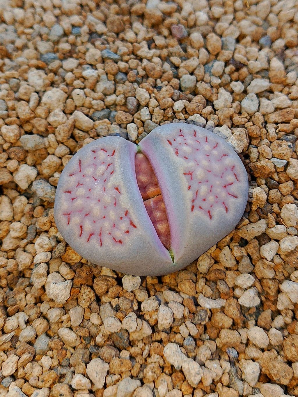 C161 	Lithops julii ssp. fulleri v. fulleri