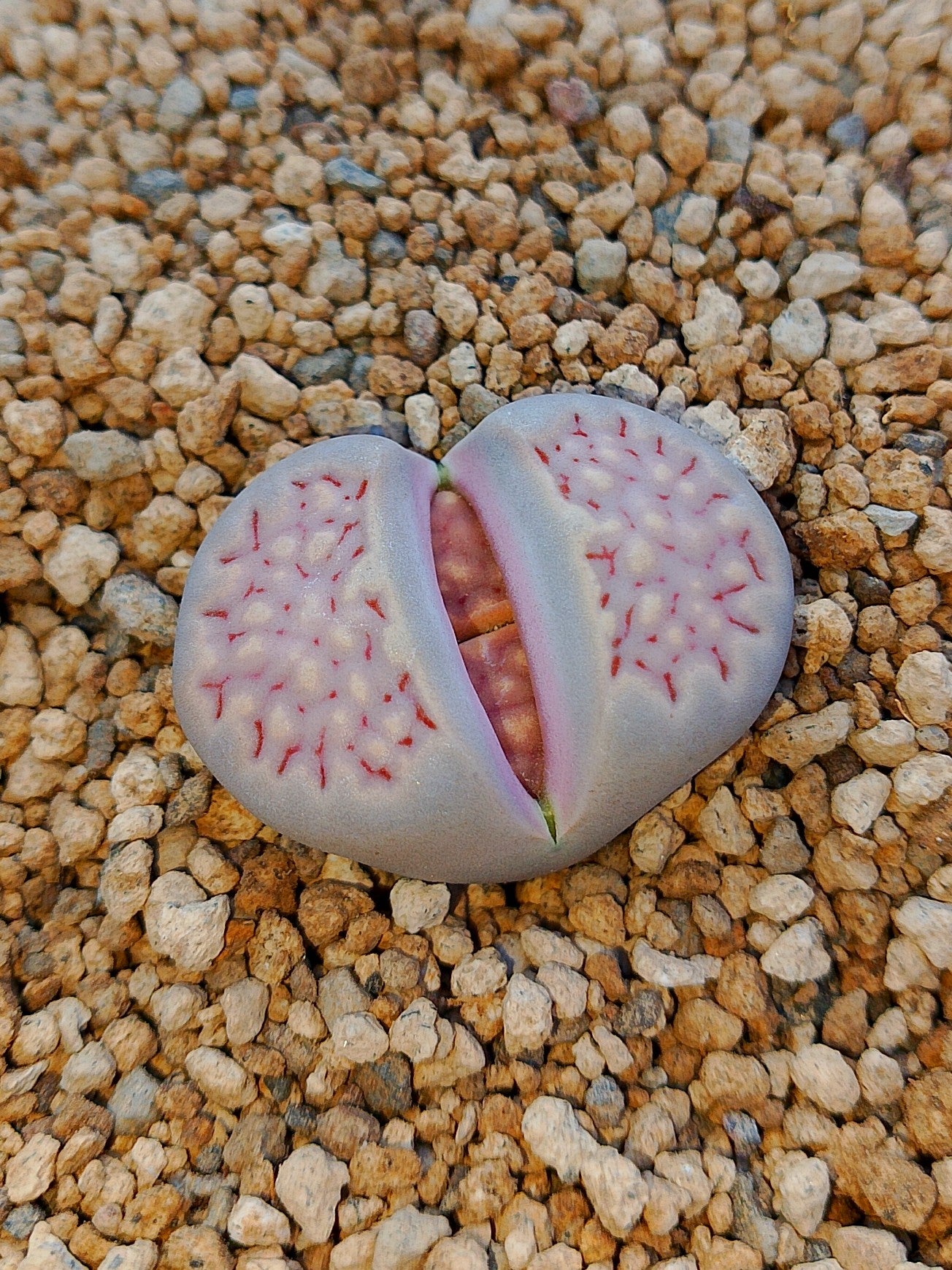 C161 	Lithops julii ssp. fulleri v. fulleri