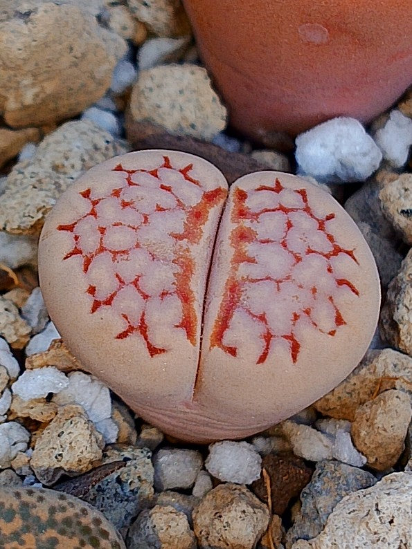 C205 	Lithops julii ssp. julii (syn. chrysocephala)