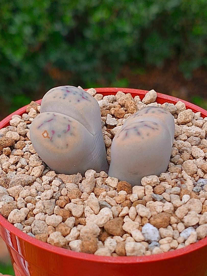 Lithops Schwantesii | 2 cabezas