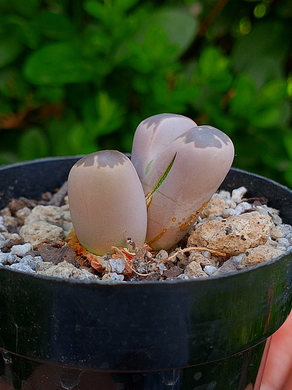 Lithops Olivacea | 2 cabezas