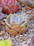 Echeveria Pink floyd | maceta 2"