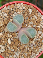 Lithops Helmutii | 2 cabezas