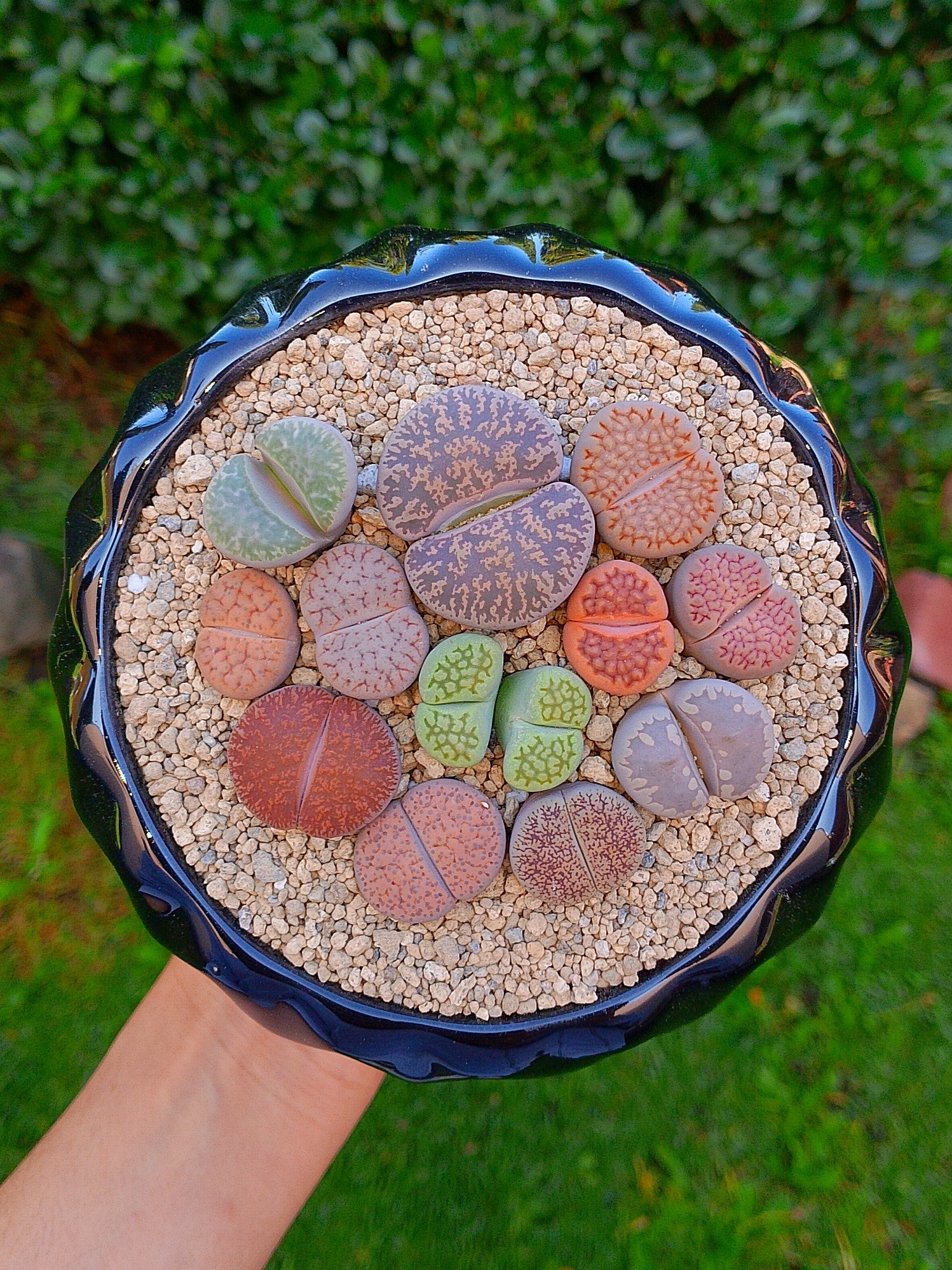 Paquete lithops Mix - circular B