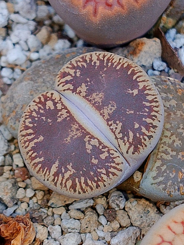 C341 	Lithops lesliei ssp. lesliei v. lesliei (Kimberley Form)