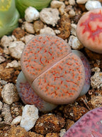 C266 	Lithops fulviceps v. fulviceps