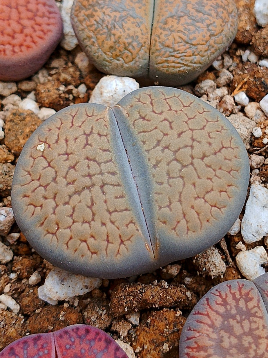 C013 	Lithops hookeri v. dabneri