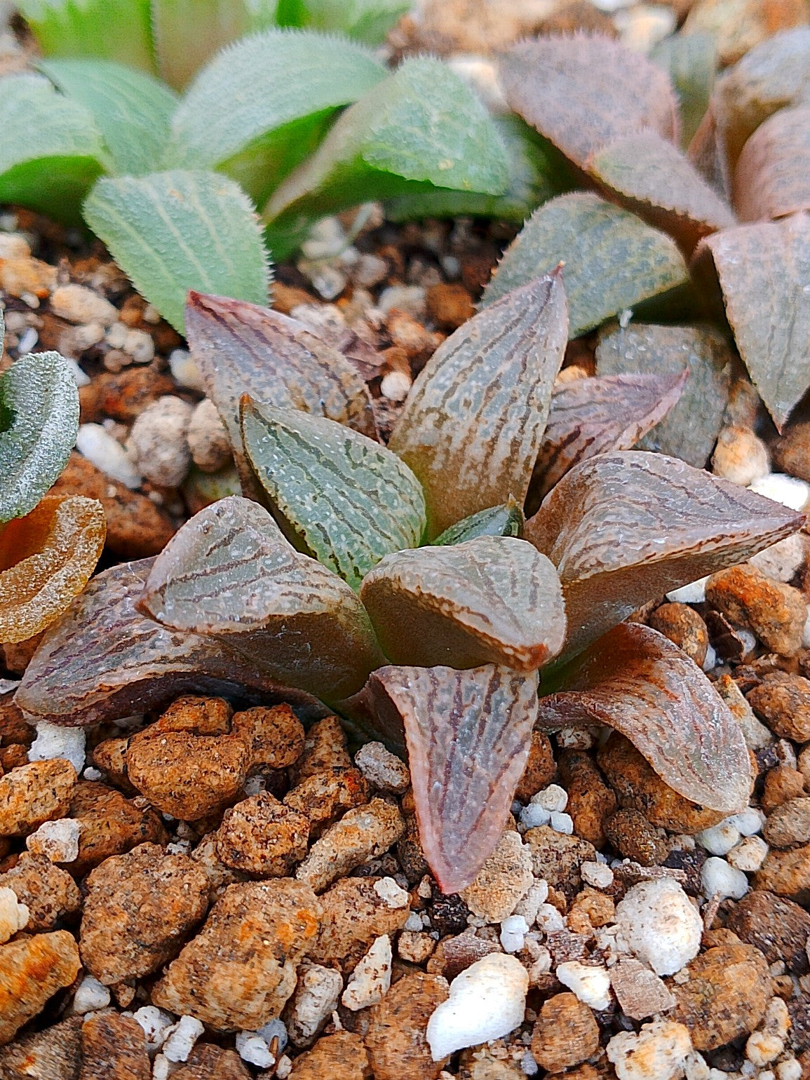 Haworthia RG J | maceta 3"