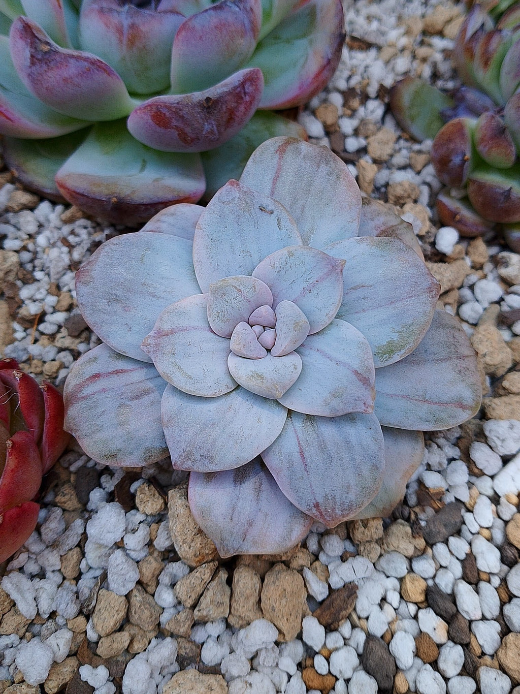 Graptopetalum Silverbum variegado