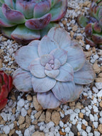 Graptopetalum Silverbum variegado