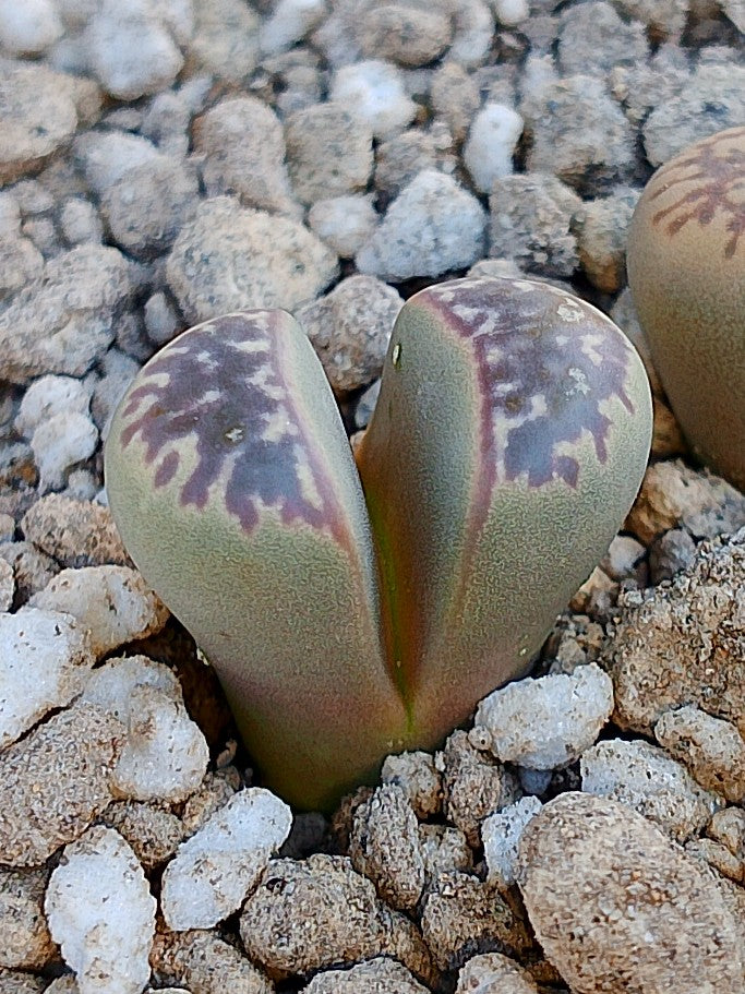 Cl022 Lithops Naureeniae