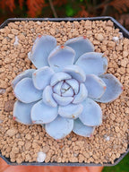 Echeveria Snow bunny B | maceta 3"