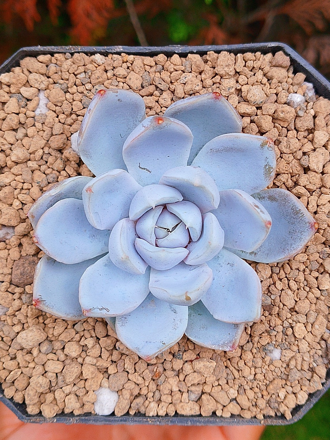 Echeveria Snow bunny B | maceta 3"