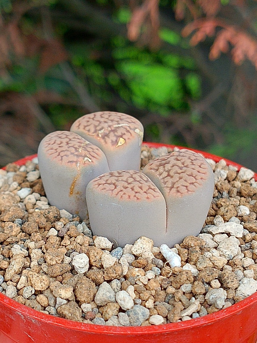 Lithops Hookeri | 2 cabezas