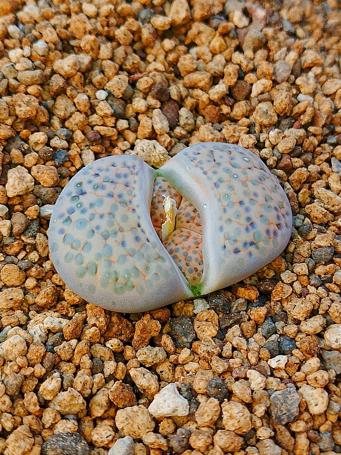 C219 	Lithops fulviceps v. fulviceps (syn. lydiae)