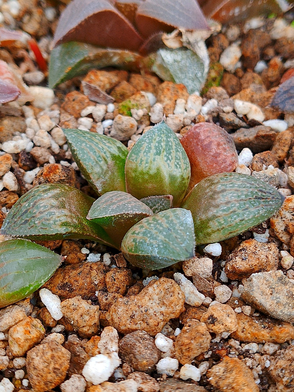 Haworthia RG A | maceta 2"