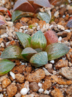 Haworthia RG A | maceta 2"