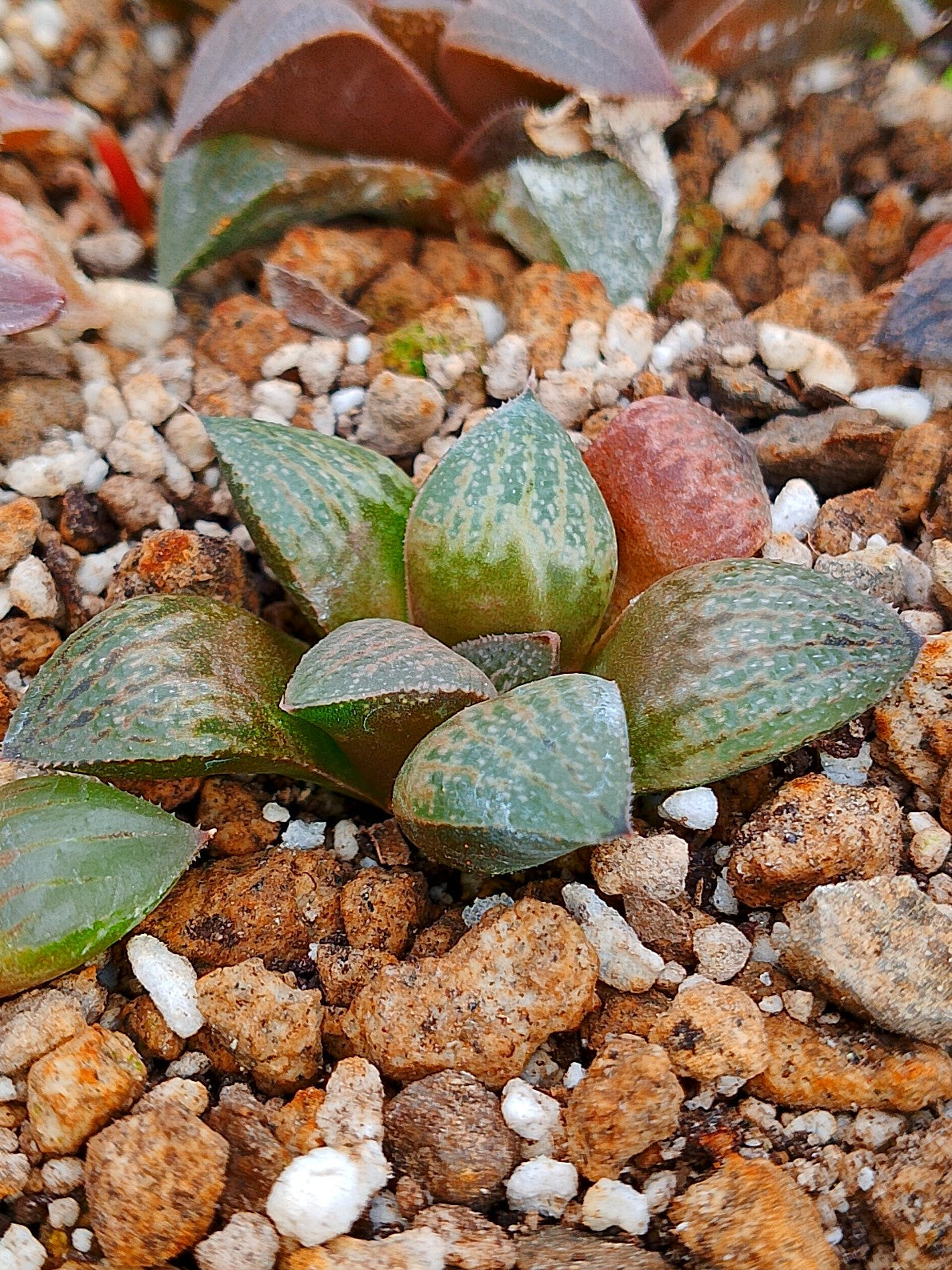 Haworthia RG A | maceta 2"