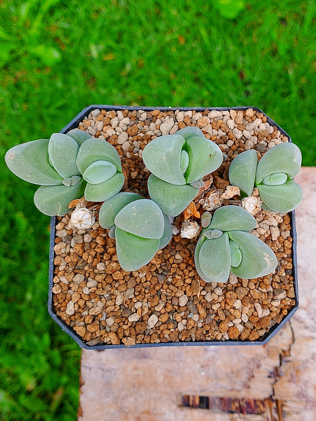 Gibbaeum dispar