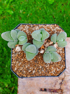 Gibbaeum dispar