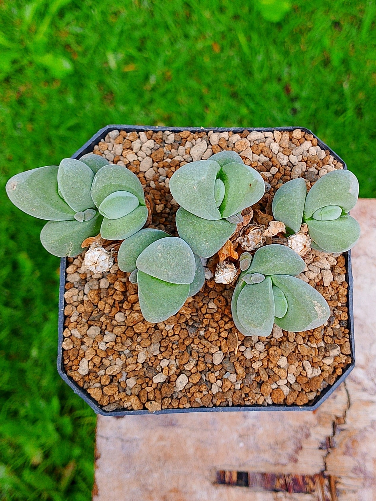 Gibbaeum dispar