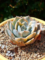Echeveria Anna Rose variegada