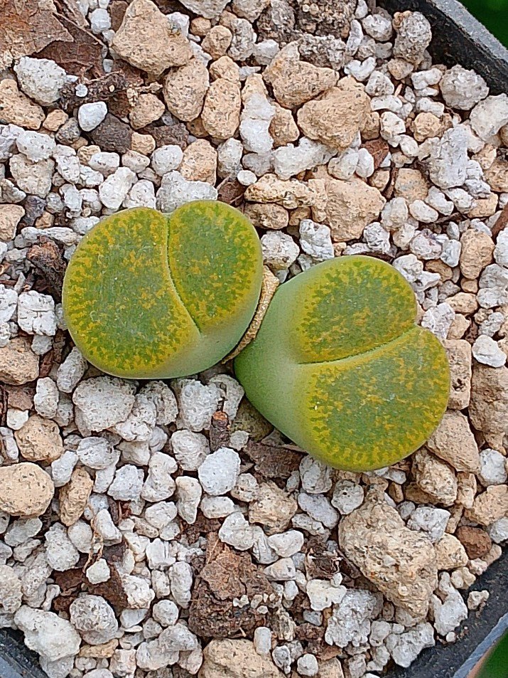 Lithops Leslie  | 2 cabezas