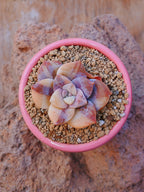 Echeveria Superbum variegada