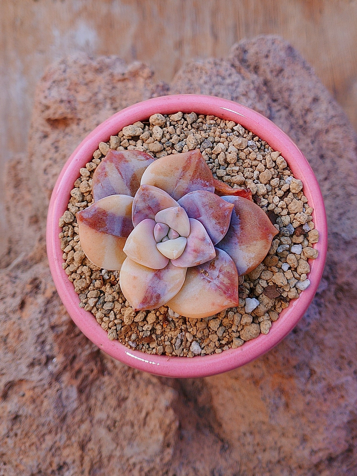 Echeveria Superbum variegada