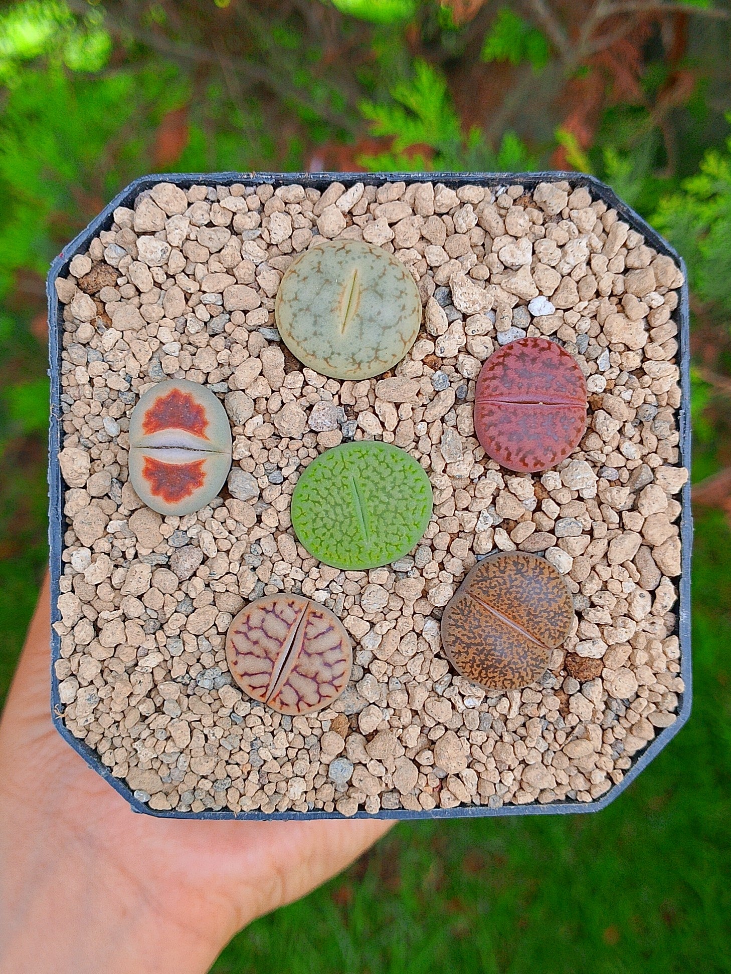 Paquete lithops cultivares L | maceta de 3.5"