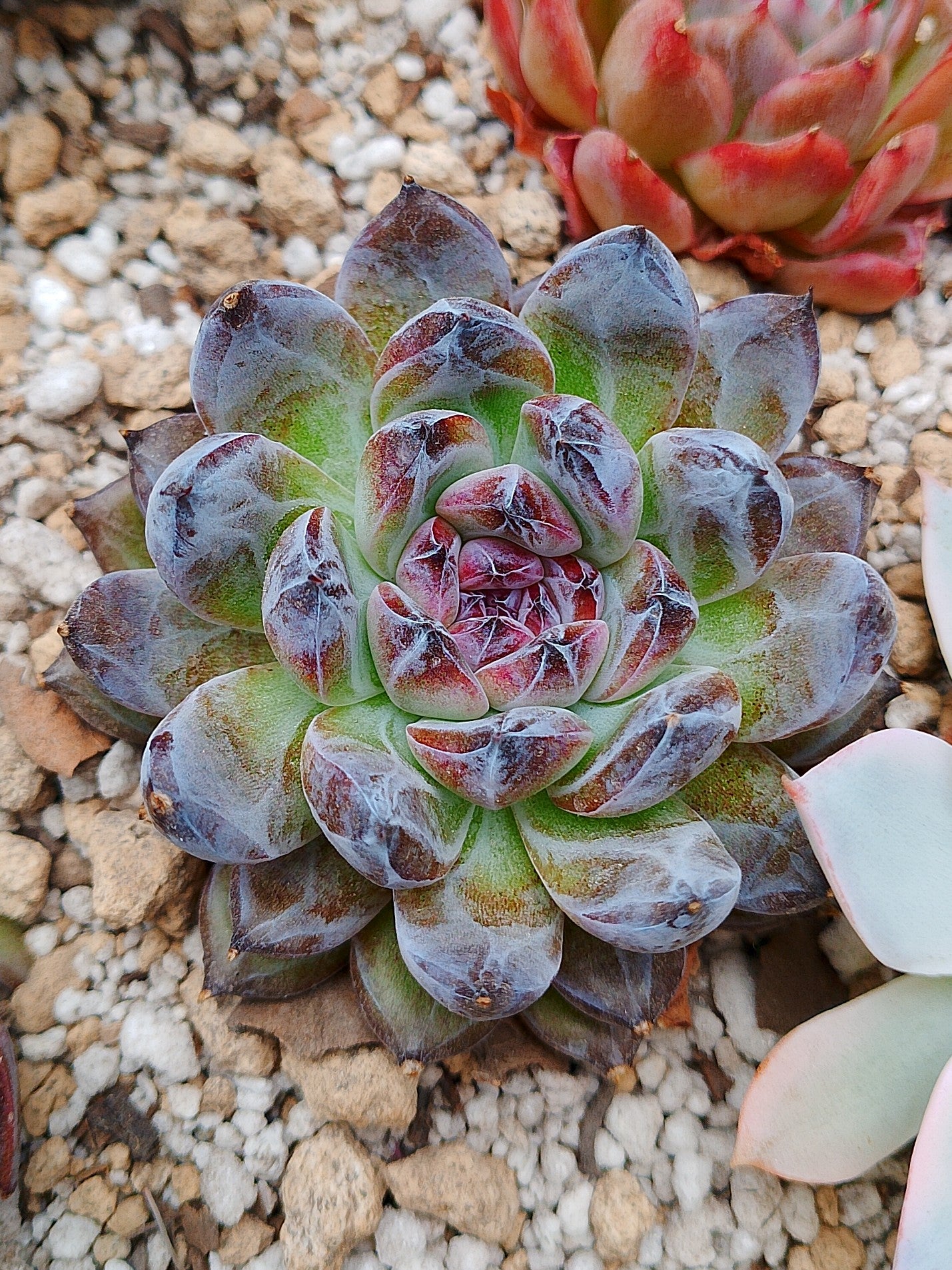 Echeveria Gemstone C