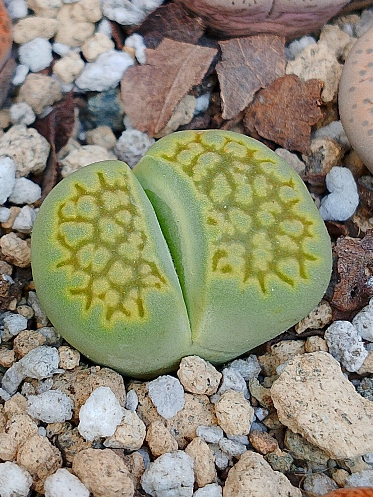 Lithops hallii var. hallii 'Sakkie's Green'