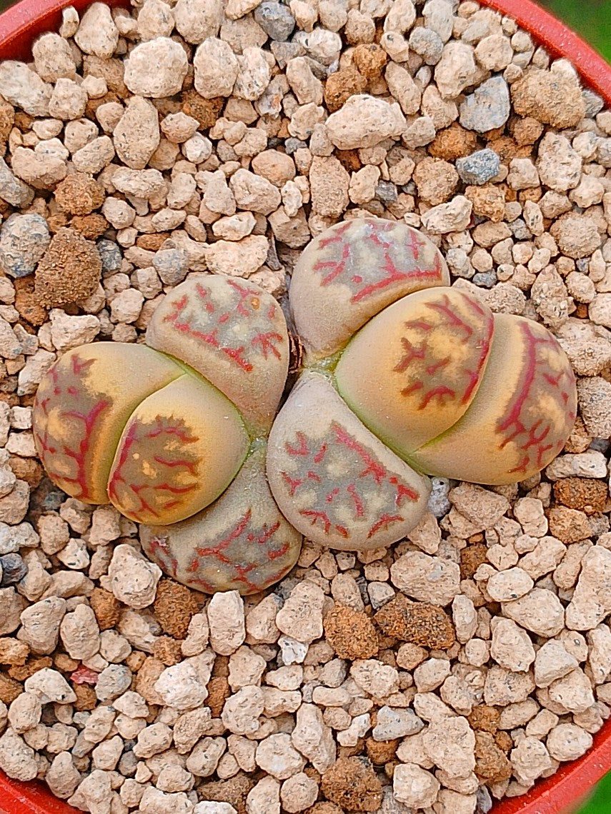 Lithops Dorotheae | 2 cabezas