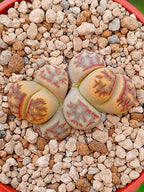Lithops Dorotheae | 2 cabezas