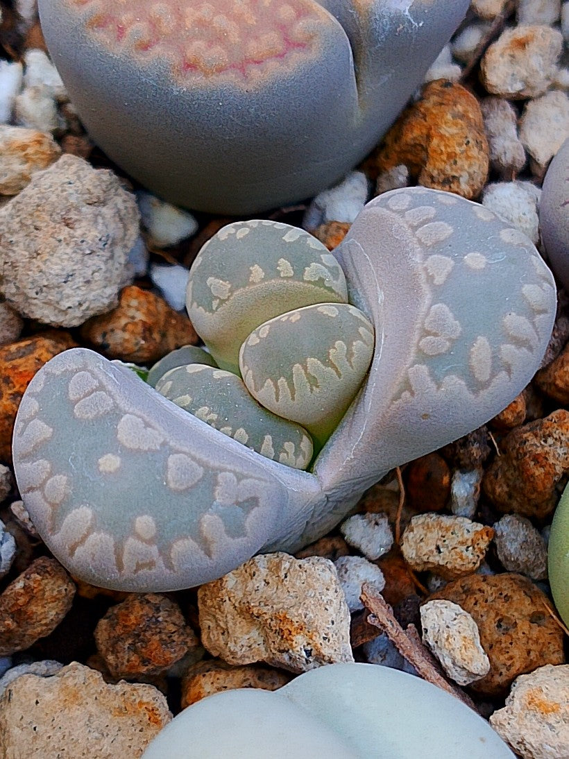 C128 Lithops otzeniana
