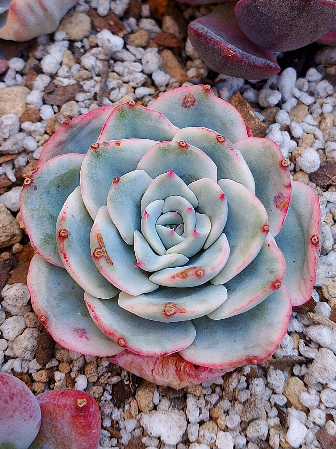 Echeveria Atlantis variegada B