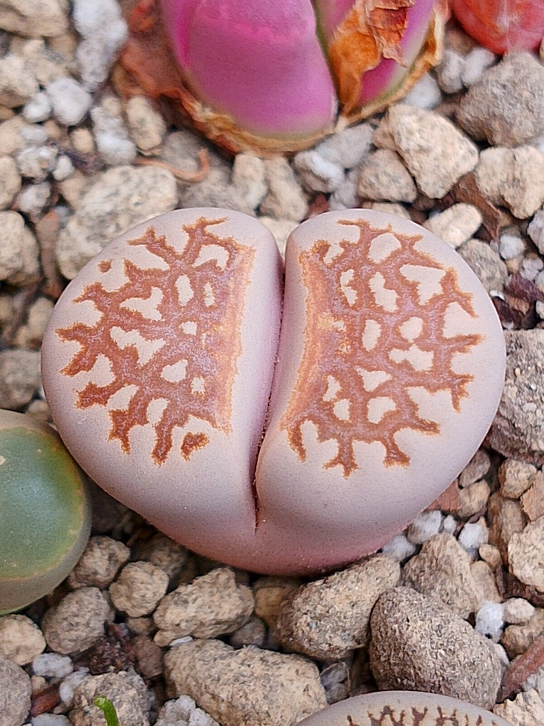 C064 	Lithops julii ssp. julii A