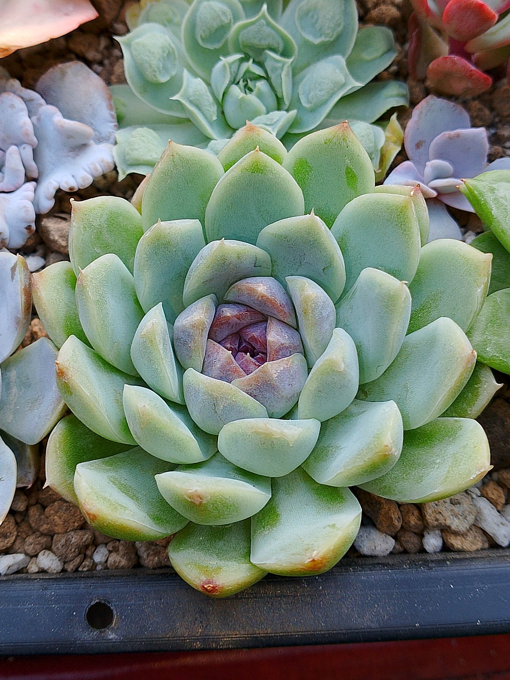 Echeveria Zixia fairy | maceta 3"
