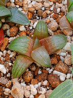 Haworthia RG F | maceta 2"