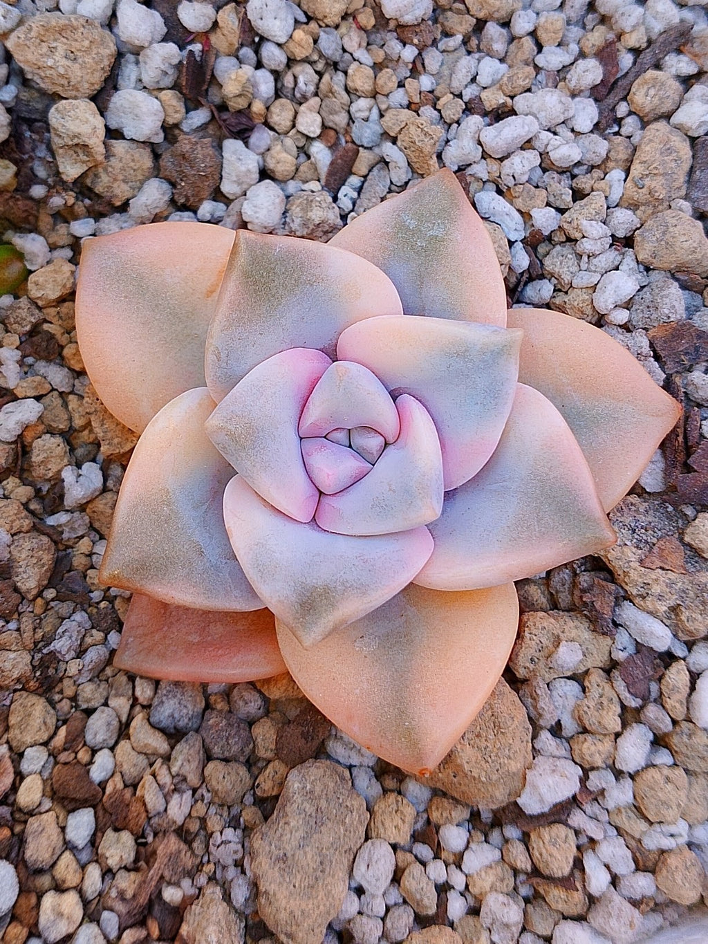 Echeveria Purple delight variegado | maceta 3"