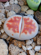 C168 	Lithops karasmontana ssp. karasmontana v. karasmontana (syn. mickbergensis)