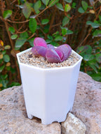 Lithops Optica Rubra 2