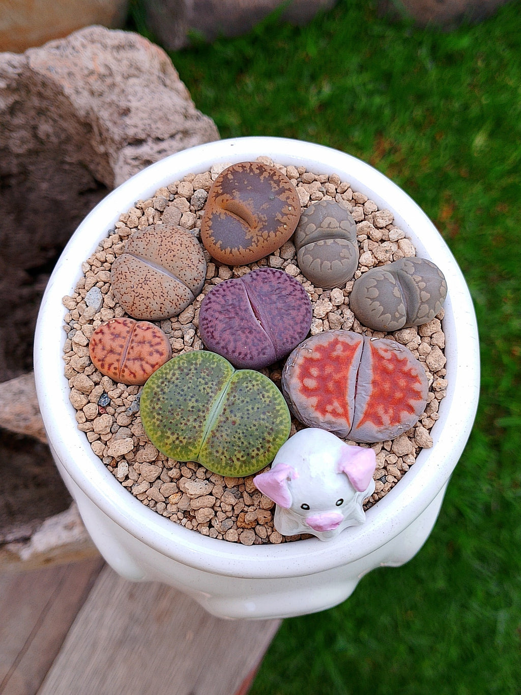 Paquete lithops Mix - Caldero puerquifantasma