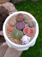 Paquete lithops Mix - Caldero puerquifantasma