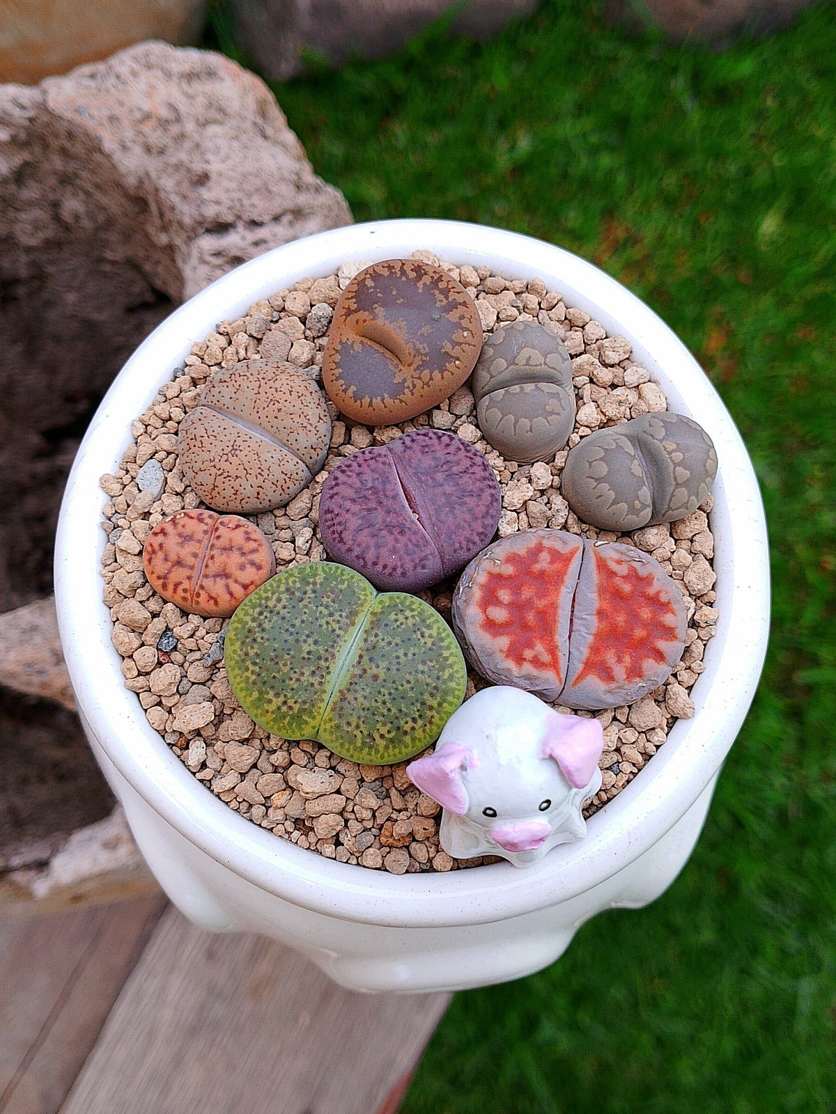 Paquete lithops Mix - Caldero puerquifantasma