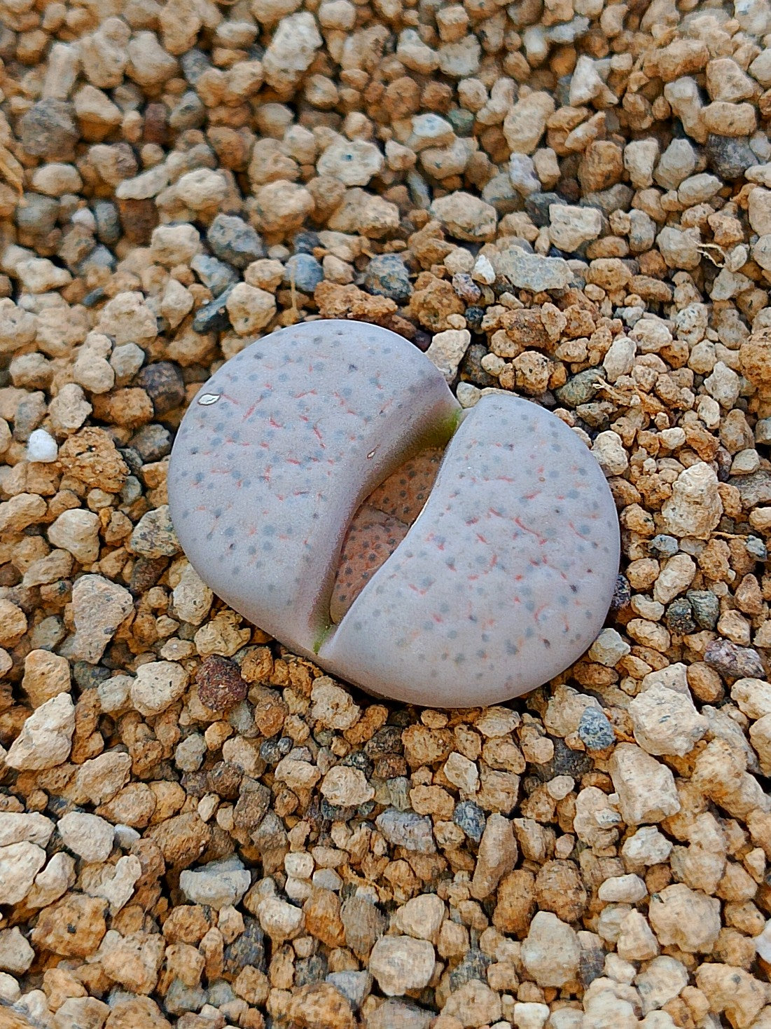 C222 	Lithops fulviceps v. lactinea