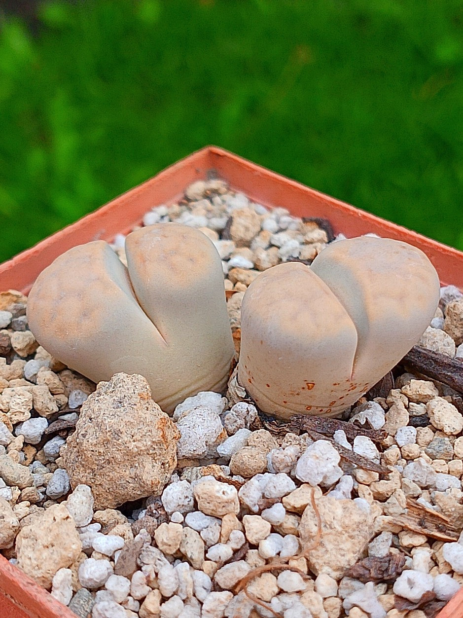 Lithops Karasmontana - 2 cabezas