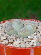 Lithops Geyeri | 2 cabezas
